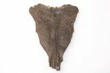 Fossil Mosasaur (Platecarpus) Skull Section - Kansas #197621-2
